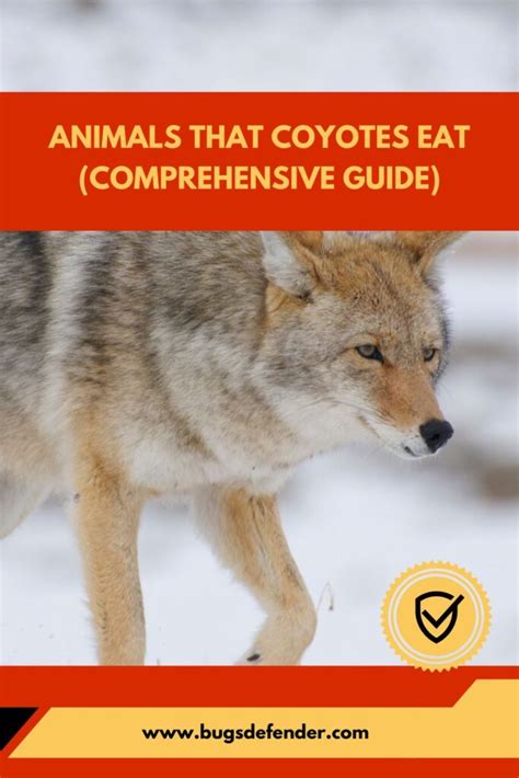 kayotes|Understanding the Coyote: A Comprehensive Guide